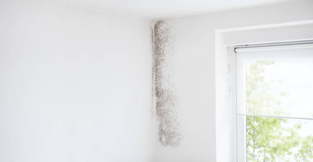Reliable Castle Pines Village, CO Mold Removal Solutions