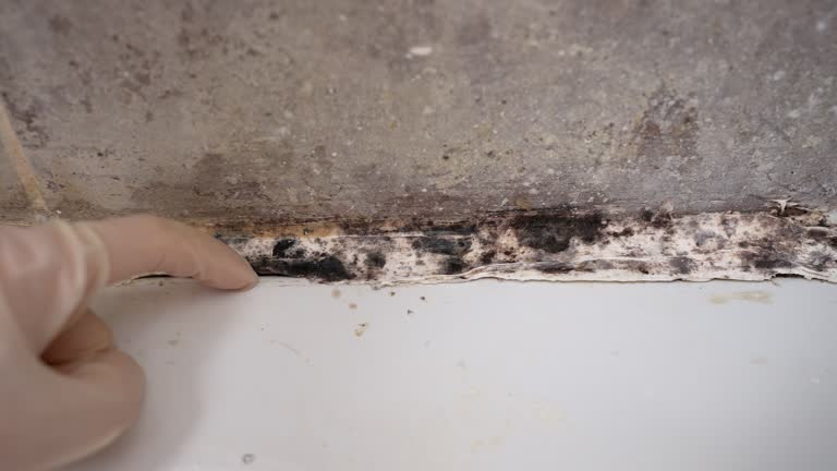 Best Airborne Mold Testing  in Castle Pines Village, CO